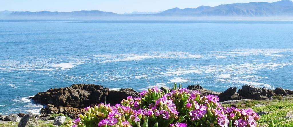 Kleinzee Oceanfront Guesthouse Гансбай Экстерьер фото